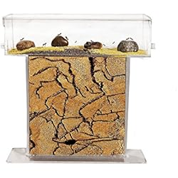 AntHouse - Fourmilière Naturelle en Sable - Kit T Acrylique 15x15x1,5 cm (Fourmis Gratuites)