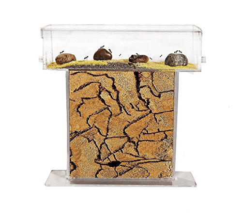 AntHouse - Fourmilière Naturelle en Sable - Kit T Acrylique 15x15x1,5 cm (Fourmis Gratuites)