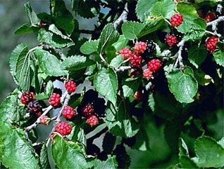 Maulbeere schwarz – Morus nigra – Samen - 3