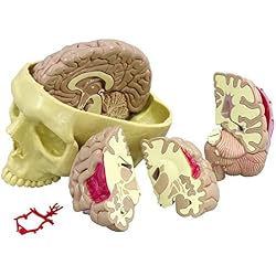 Brain Anatomical Model