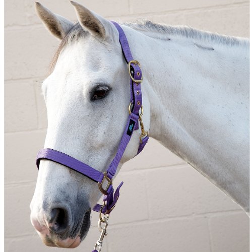Hy-Classic-Head-Collar-choose-from-sizes-pony-cob-or-full-and-colours-purple-navy-or-black-nylon-weebing-with-padded-head-piece-and-nose-band