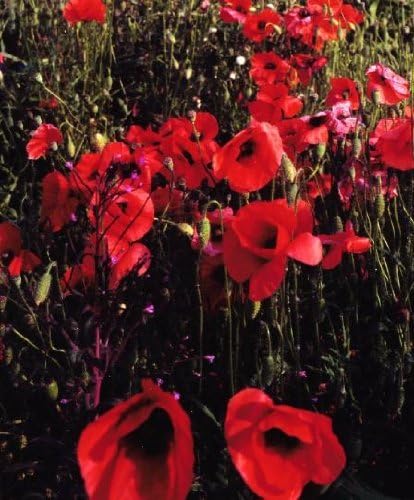 Red Field Poppy MeadowMania Native UK Seed Papaver Rhoeas Corn Poppy Seed 10 Grams, Over 6000 Seeds per Gram
