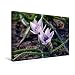 Produktbild Calvendo Premium Textil-Leinwand 45 cm x 30 cm Quer, Tulipa Alba Coerulea Oculata | Wandbild, Bild auf Keilrahmen, Fertigbild auf Echter Leinwand, Leinwanddruck: Wildtulpen Natur Natur