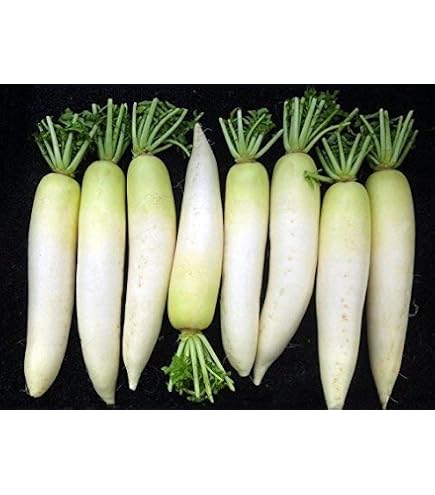 500 Graines De Radis Chinois D'Hiver 'Chine Rose' - Légume à Cultiver