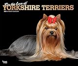 Yorkshire Terriers - For the Love of - Yorkies 2020 - 16-Monatskalender mit freier DogDays-App: Original BrownTrout-Kalender - Deluxe [Mehrsprachig] [Kalender] (Deluxe-Kalender) by 