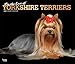 Yorkshire Terriers - For the Love of - Yorkies 2020 - 16-Monatskalender mit freier DogDays-App: Original BrownTrout-Kalender - Deluxe [Mehrsprachig] [Kalender] (Deluxe-Kalender) by 