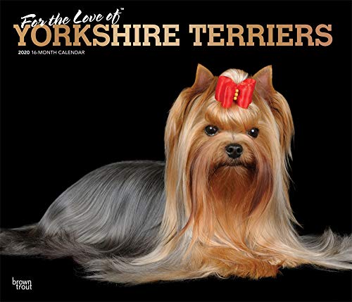 Yorkshire Terriers - For the Love of - Yorkies 2020 - 16-Monatskalender mit freier DogDays-App: Original BrownTrout-Kalender - Deluxe [Mehrsprachig] [Kalender] (Deluxe-Kalender)
