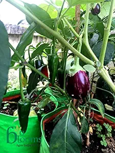 Bio Blooms Agro India Private Limited Green Grow Bags for Vegetable an Flowring Plants 12X15 Inches - 1Pc Bio_3Ga