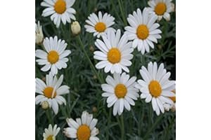 MONDOPIANTE Pianta Margherita Vaso 7cm,Altezza 10/15cm