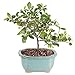 Produktbild Brüssels Bonsai Grewia Davidstern Bonsai DT0918LSF by Farmerly