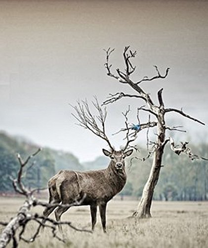 Chasse Au Cerf gratuit