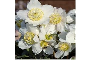 BRYNCIR GARDEN CENTRE Helleborus Niger 'Christmas Carol' (Pot, 9cm)