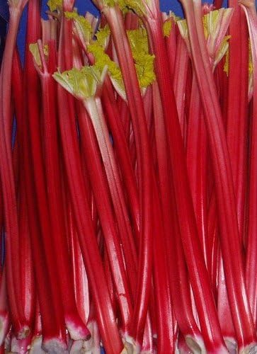 Rhubarb Crowns Choice of Varieties commercial quality Rhubarb Plants