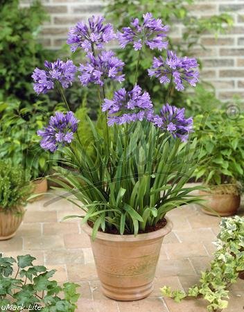 Beetpflanzen Afrikanische Lilie (Agapanthus blau)