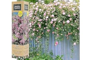 BLUE MAGIC DESIGN 1 Gorgeous Fragrant Pink Climbing Rose Bare Rooted Plant Bush Shurb Trellises Outdoor Landscape Aroma Flowers Archway Garden Fences Pergola