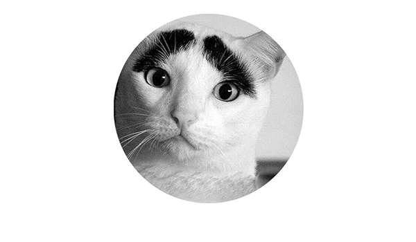 37+ Funny Cat Head Png Gif