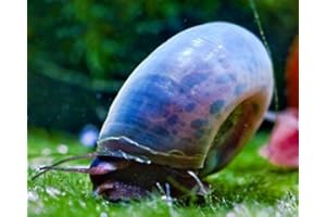 GARNELIO TIERE Garnelio - Avatar Posthornschnecke - Planorbella duryi duryi (Blaue PHS) - 5er Gruppe