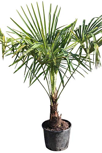 Trachycarpus fortunei, palmier de Chusan hauteur 100 cm