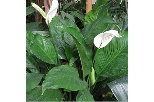 SPATHIPHYLLUM FLEUR DE LUNE PLANTE D’INTÉRIEUR PLANTE SAINE EN POT