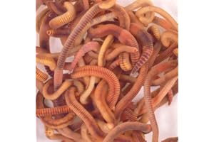 Wiggly Wigglers Composting Worms Vermicomposting Red Wiggler Compost Earth Worm For Garden & Farm Composter | Tiger Worms | Earthworms (750g)