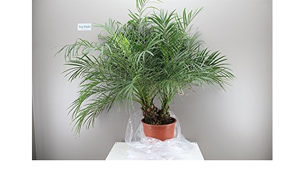Pygmy Date Palm Indoor House Palm Tree Feathery Leaves Evergreen Palm Tree Rhs Award Of Garden Merit Roebelenii Palm Phoenix Roebelenii Amazon Co Uk Garden Outdoors