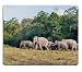 Produktbild Naturkautschuk-Gaming-Mousepad Gruppe des Wilden Elefanten, der auf das Feld in der Natur am Khaoyai-Nationalpark Thailand geht (Mauspad/Gaming-Mauspad)