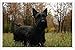 Produktbild Metall Poster Platte Wand-Dekor Blechschild von Scottish Terrier Grass Dog Walk 56716 20*30cm