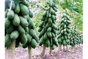 SVI Maradol Papaya-Baum-Samen! Wächst Früchte in nur 9 Monaten aus Samen! 10 Samen