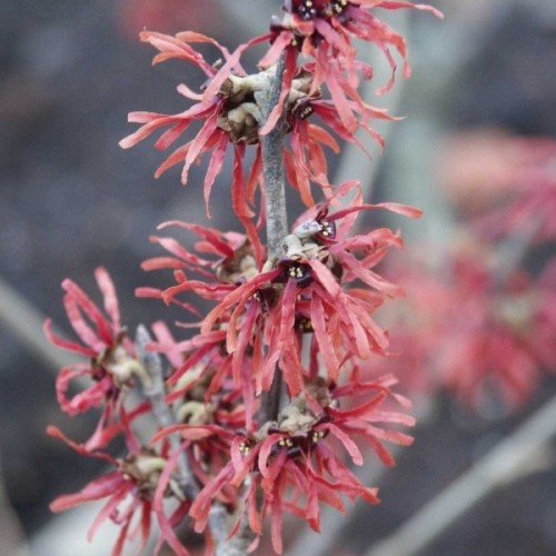 Preisvergleich Produktbild Rote Zaubernuss 'Diane' Hamamelis intermedia 40 / 60cm