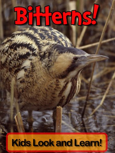 Bitterns! Learn About Bitterns and Enjoy Colorful Pictures - Look and Learn! (50+ Photos of Bitterns) (English Edition) livre