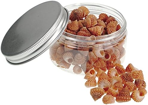 Quality Selected Seashells - Strawberry Echnella Shell :Echininus Cumingis - shells for Seashell Vases, Boxes, Picture Frames, Jewelry Making &amp; Mini Garden Miniature