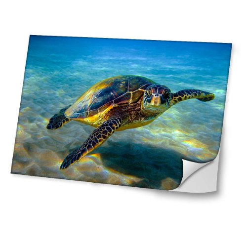 Leben im Meer 10095, Schildkröten, Skin-Aufkleber Folie Sticker Laptop Vinyl Designfolie Decal mit Ledernachbildung Laminat und Farbig Design für Laptop 15.6"