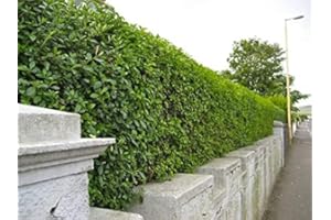 F&G SUPPLIES Green Privet (Ligustrum ovalifolium) Evergreen Bare Root Hedging Plants Sapling for an Instant Hedge - Easy to Grow (Single - Packs of 10) (3, 1-2ft (30-60cm))