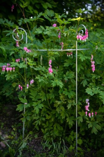 Stabiler Staudenhalter Verzinkt Ø 60cm, Volleisen Strauchhalter, Rankgerüst,