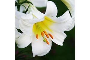 COOTO Giglio Bulbi Fiori Perenni da Esterno – Rizoma Giglio Regale Album - Bulbi Giglio Piante Vere da Esterno - Gigli Fiori - Semi Fiori Perenni Giardino - Lilium Bulbi Fiore