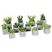 Produktbild Mini-Sukkulenten,7-12cm i.Topf