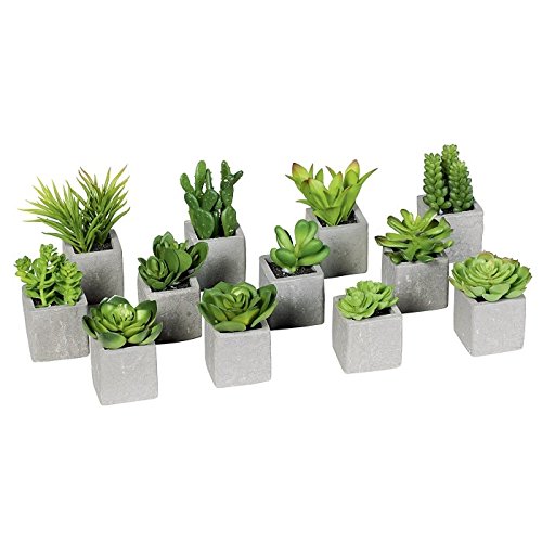 Preisvergleich Produktbild Mini-Sukkulenten,7-12cm i.Topf
