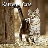 Katzen - T & C-Kalender 2011 by 