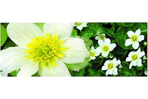 Lincolnshire Pond Plants Ltd Marginal Plants - Live Water Plant Aquatic Pond Lake Marginal - Pond Plants (Caltha Palustris Alba) - 9cm Bareroot