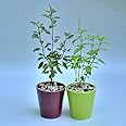 Live Ayurvedic Rama And Shyama (Pack 2), Kali | Hari Tulsi plant | Rama | Krishna tulsi for pooja Holy plant for Garden with plastic pot (Tulsi Plant)