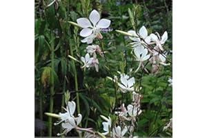 ARBORIX 6 x Gaura Lindheimeri - Perenni Vaso 9cm x 9cm