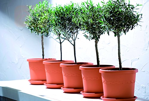 ELHO 1390403142500 Blumentopf Untersetzer rund, 31 cm, grau - 3