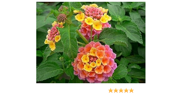 Lantana Camara Rose Plant In A 13 Cm Pot Amazon Co Uk Garden Outdoors