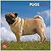 Pugs 2013 - Möpse - Original BrownTrout-Kalender by