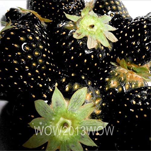 Go Garden 100pcs Black Strawberry Seeds Pot Strawberry Fruit Bonsai |  Desertcart Brunei