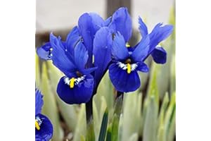 COTTAGE GARDEN BULBS 50 x Iris Reticulata Harmony Bulbs