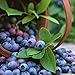 Produktbild AGROBITS D06F F30F Home Garten s XM Baum SeedFresh Edel
