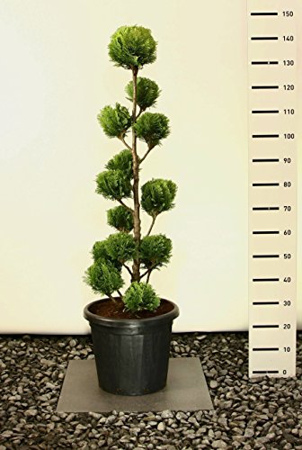 Gelbe Säulenzypresse Kugel-Formschnitt - Chamaecyparis lawsoniana 'Alumigold' pom pom - 130-150cm im Ø 36cmTopf
