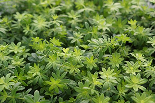 Waldmeister (Asperula odorata (Galium odoratum)