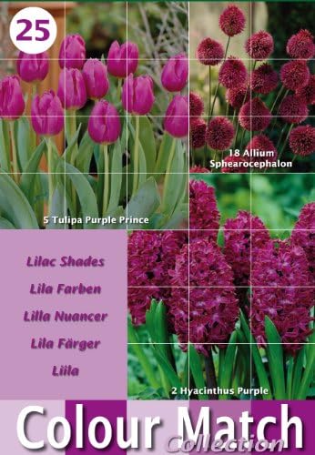 Colour Harmony Bulbs Packs with 25 Mixed Spring Flower Bulb Varieties - Purple